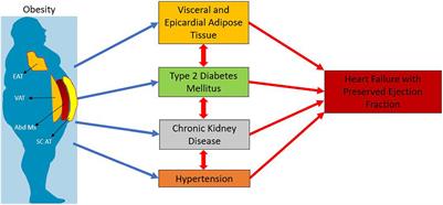 Diabetes Mellitus and Heart Failure With Preserved Ejection Fraction: Role of Obesity